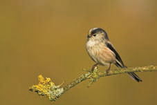 Long-tailed Tit © Ben Hall