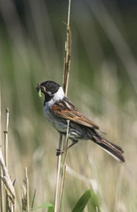 Reed Bunting © Simon Booth