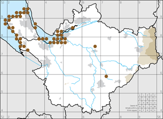 Figure 9: Wintering waders.