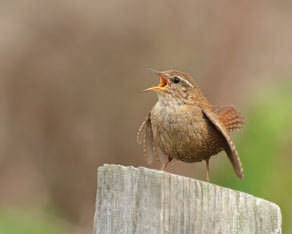 Wren © Richard Steel