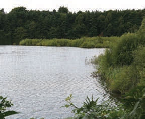 Nunsmere in summer. Photo © Peter Twist