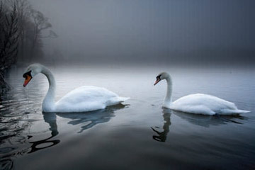 Mute Swans © Simon Booth