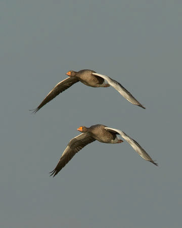 Greylag Geese © Richard Steel