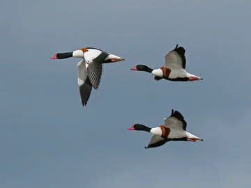 Shelduck © Steve Round