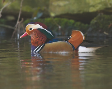 Mandarin Duck © Richard Steel
