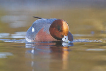 Wigeon © Simon Booth