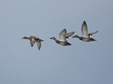 Gadwall © Steve Round