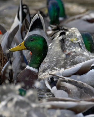 Mallard © Richard Steel