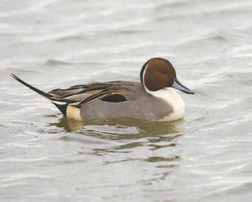 Pintail © Richard Steel