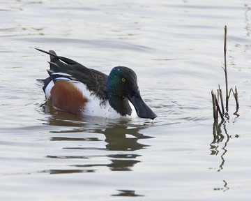 Mute Swans © Simon Booth