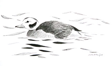 Long-tailed Duck © Ray Scally