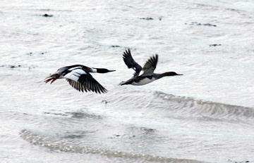 Red-breasted Merganser © Mike Atkinson