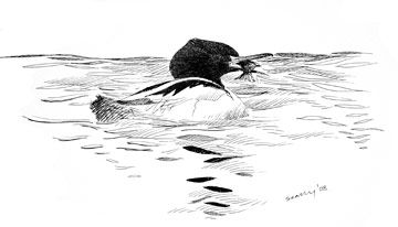 Goosander © Ray Scally