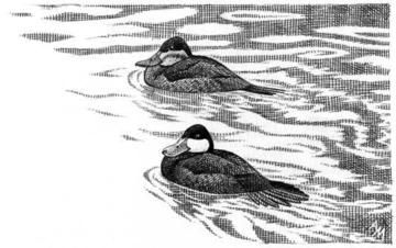 Ruddy Ducks © Andrew Mart