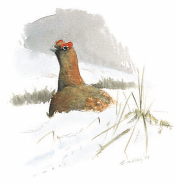 Red Grouse © Ray Scally