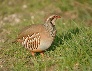 Red-legged Partridge © Sue & Andy Tranter