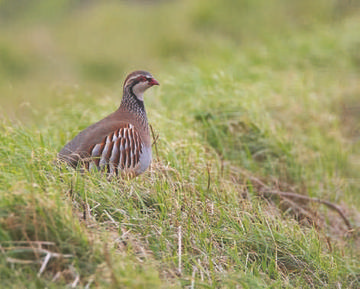 Red-legged Partridge © Richard Steel