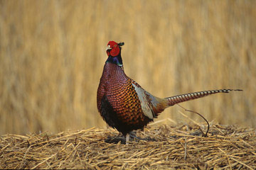 Pheasant © Simon Booth