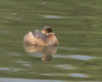 Little Grebe © Richard Steel