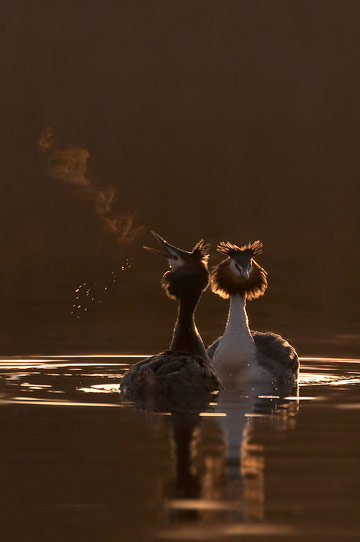 Great Crested Grebe © Ben Hall