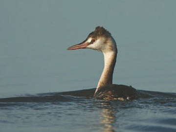 Great Crested Grebe © Steve Round
