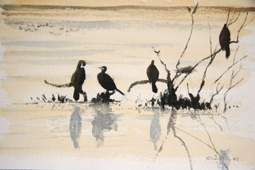 Cormorant © Ray Scally