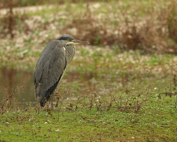 Grey Heron © Richard Steel