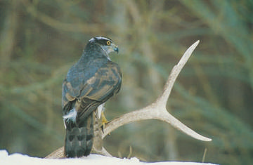 Goshawk © Peter Smith