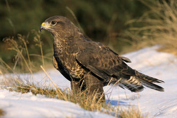 Buzzard © Simon Booth