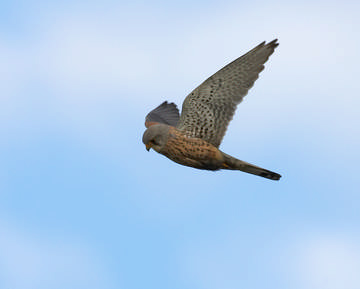 Kestrel © Richard Steel