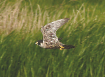 Peregrine © Steve Round