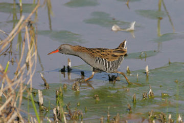 Water Rail © Gary Bellingham