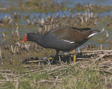 Moorhen © Richard Steel