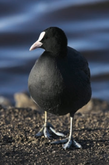 Coot © Simon Booth