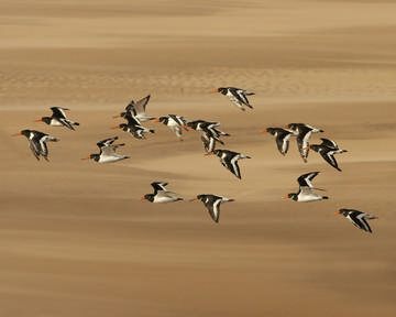 Oystercatchers © Richard Steel Oystercatchers © Richard Steel