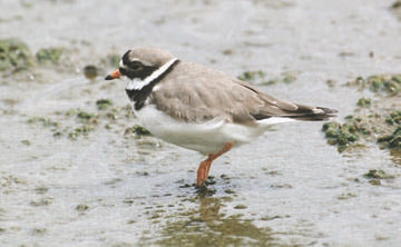 Ringed Plover © David Platt