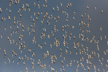 Golden Plover © Peter Twist