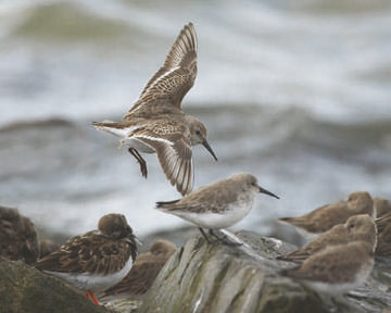 Dunlin © Richard Steel