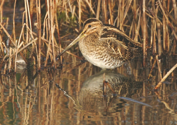 Snipe © Steve Round