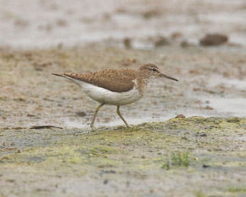 Common Sandpiper © Richard Steel