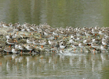 Redshank © Mike Atkinson