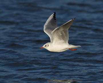 Black-headed Gull © Richard Steel