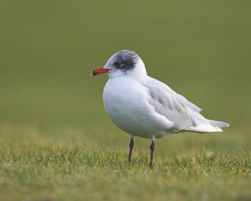 Mediterranean Gull © Richard Steel