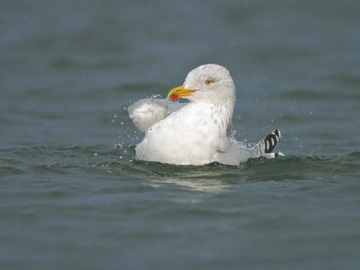 Herring Gull © Steve Round