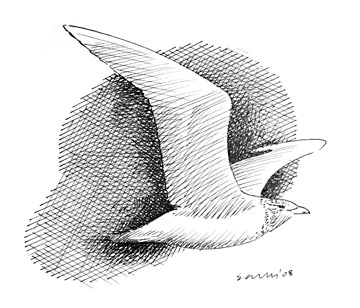 Glaucous Gull © Ray Scally