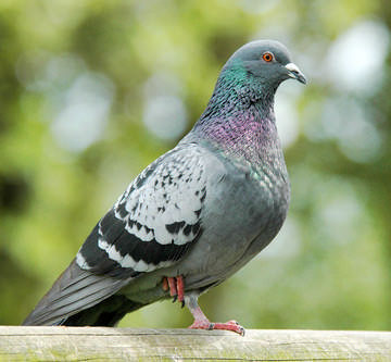 Feral Pigeon © Mke Atkinson