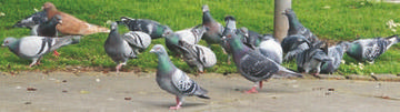 Feral Pigeon © David Norman