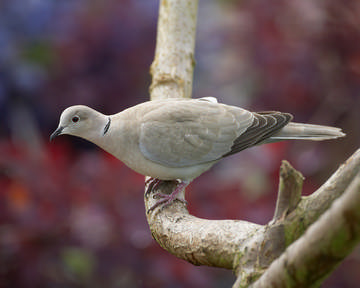 Collared Dove © Richard Steel