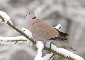 Collared Dove © Sue & Andy Tranter