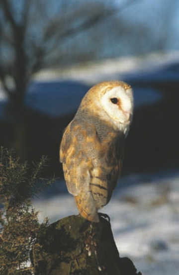 Barn Owl © Simon Booth